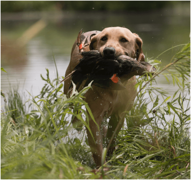 Retriever Training With Gun Dog Success